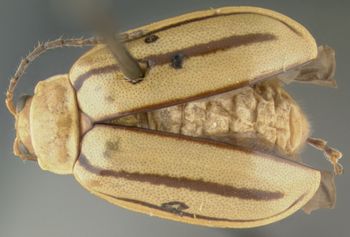 Media type: image;   Entomology 29038 Aspect: habitus dorsal view